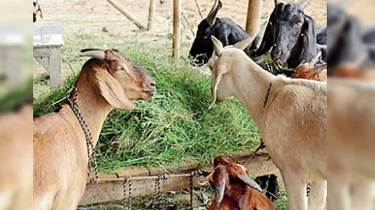 Bihar में धोखाधड़ी का नया तरीका: बकरी को ‘बकरा’ बनाकर बेचने का फेविक्विक स्कैम उजागर