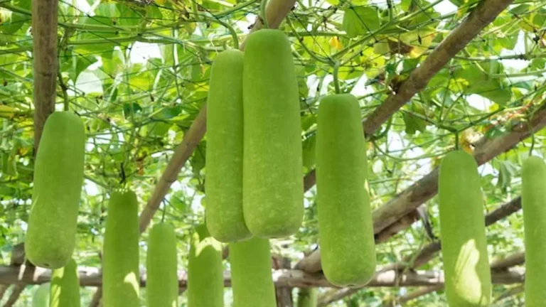 Bottle Gourd Gardening: घर की छत पर इस विधि उगाये ढेरों लौकी, यहाँ जाने गार्डनिंग की पूरी प्रोसेस