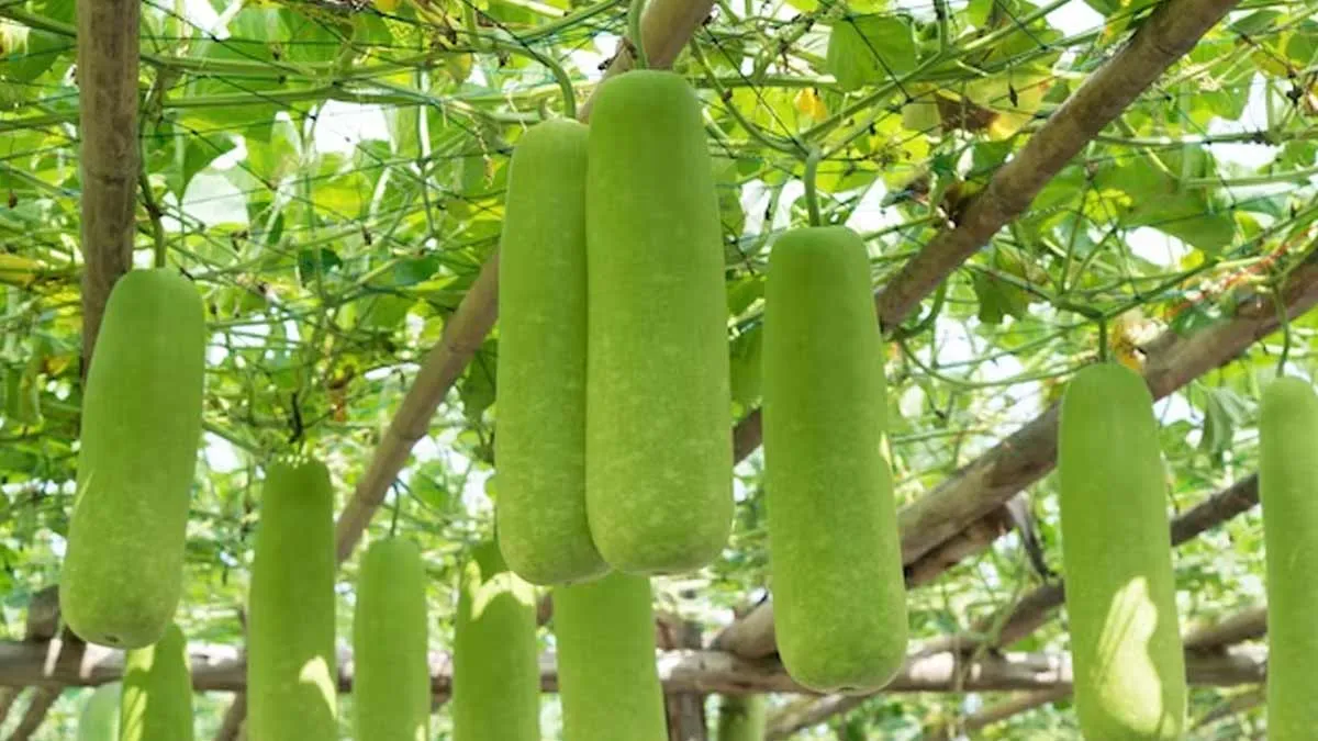 Bottle Gourd Gardening