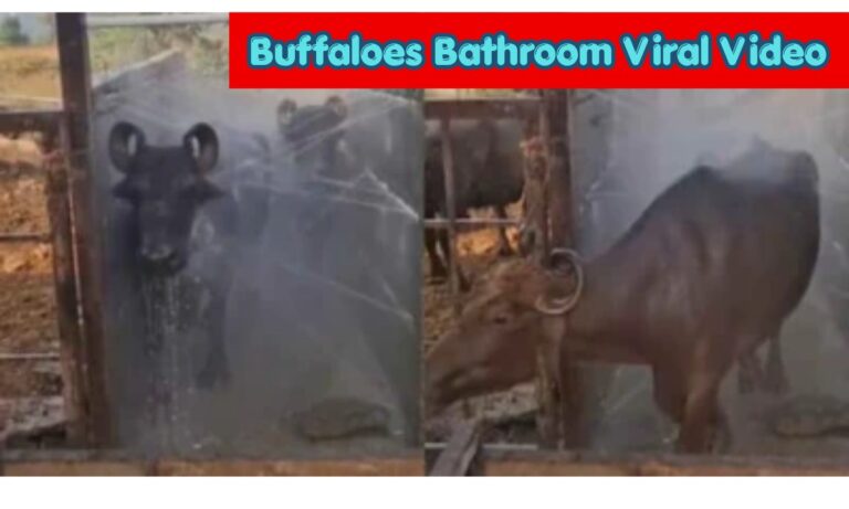Buffaloes Bathroom Video: आपने आज-तक भैंसों का चारा खाना तो देखा पर अभी देखे भैंसों का नहाना वायरल वीडियो…