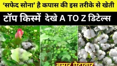 Cotton Cultivation