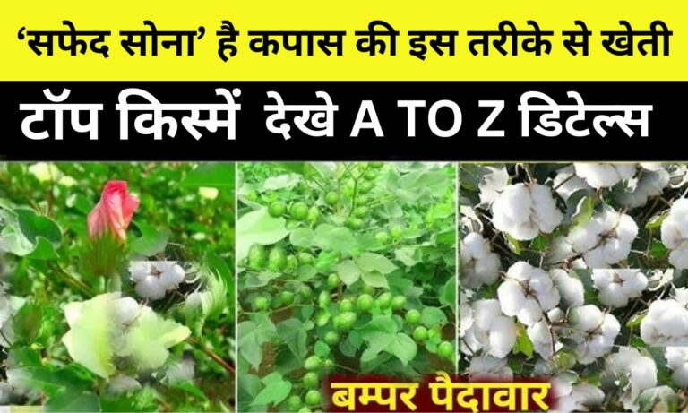 Cotton Cultivation: ‘सफेद सोना’ है कपास की इस तरीके से खेती ऐसे शुरू करें बुआई, होगी दिन दुगुनी कमाई, देखे A TO Z डिटेल्स