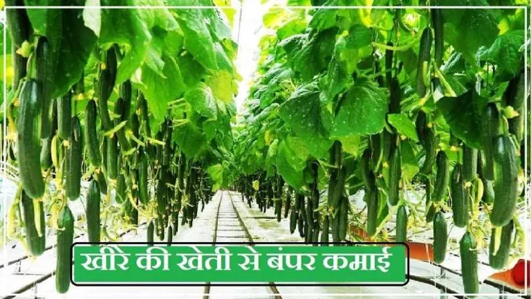 Cucumber Cultivation: गर्मियों में खीरे की इस यूनिक तरीके से खेती, किसानों को बना देगी मालामाल, जाने बंपर पैदावार