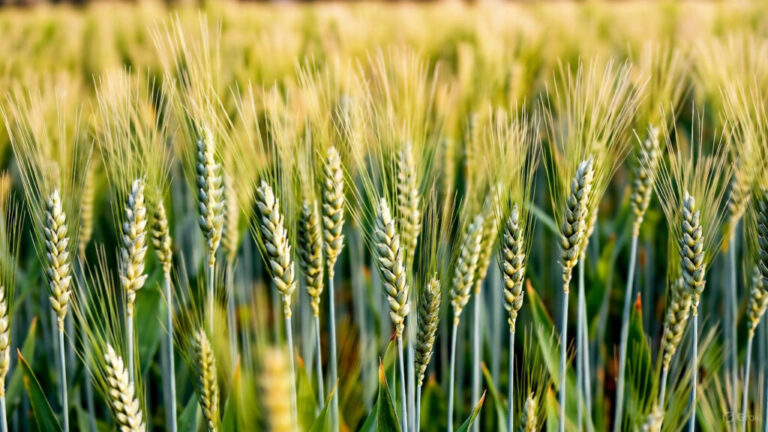 Cultivation of 4 Crops