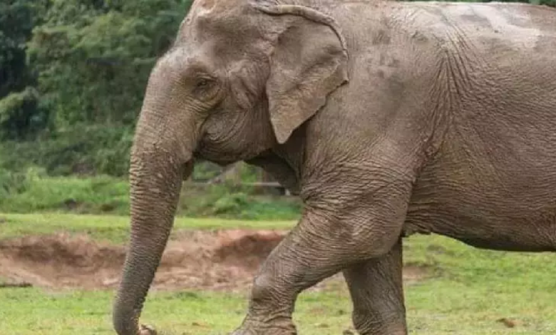 CG : बुजुर्ग महुआ बीनने पहुंचा जंगल, हाथी ने कुचला ...