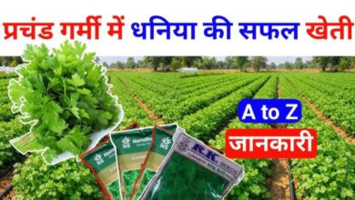 Dhaniya Cultivation