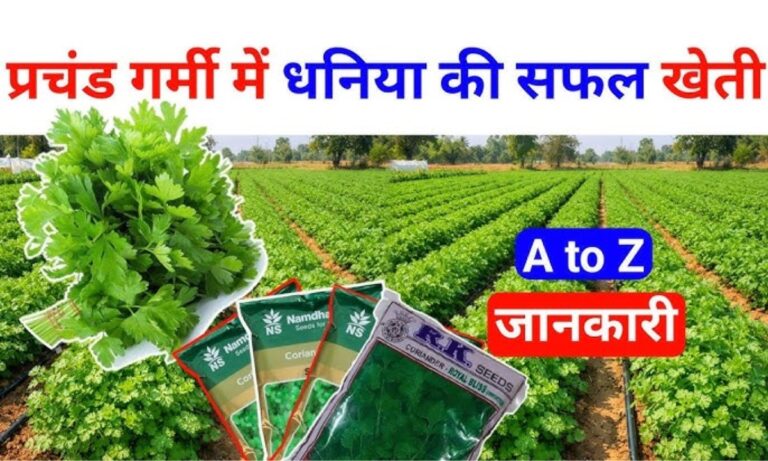 Dhaniya Cultivation: गर्मियों में धनिया की खेती किसानों के लिए होगी वरदान,देखे इस नए तरीके से खेती कर बने मालामाल