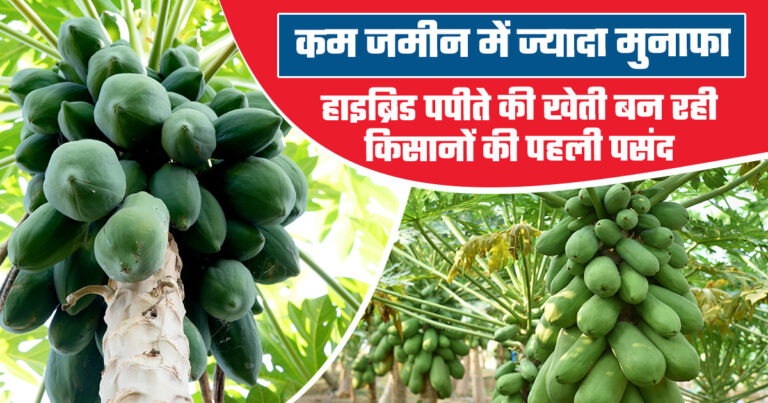 Hybrid Papaya Cultivation: हाइब्रिड पपीते की खेती कर कमाए कम लागत में अधिक मुनाफा, यहाँ जाने खेती की जानकारी