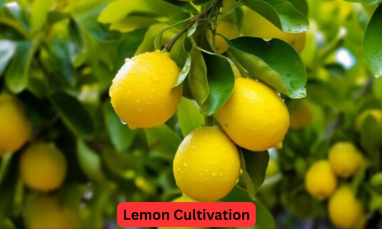 Lemon Cultivation: किस्मत में चार चाँद लगा देगी नींबू की खेती, किसानों के लिए किसी जैकपॉट से कम नहीं, जाने यूनिक तरीका