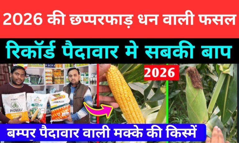 Makka Cultivation: मक्के की इस तरीके से खेती बनेगी 2026 में छप्परफाड़ धन की बरसात वाली फसल, यहाँ जाने A to Z जानकारी ?