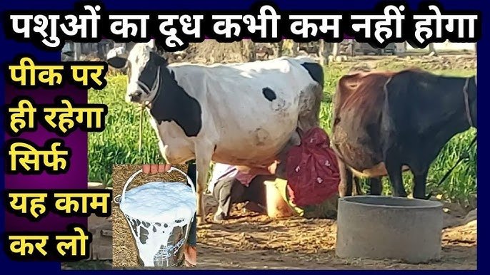 Milk Productio