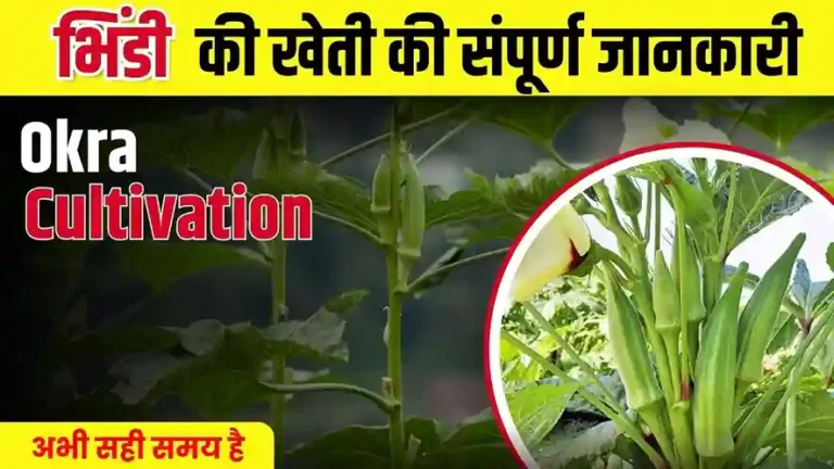 Okra Farming Tips: भिंडी की इस तरीके से खेती किसानों के लिए होगी वरदान, ऐसे होगी बम्पर पैदावार,जाने तरीका