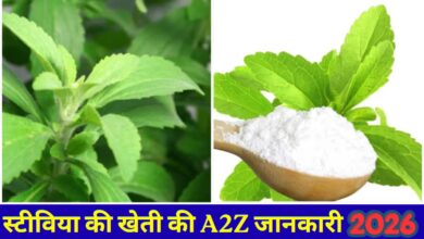 Stevia Cultivation