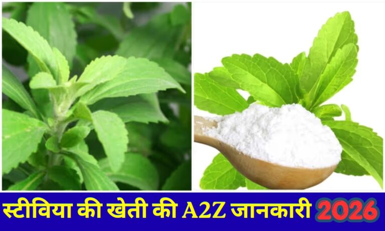 Stevia Cultivation: स्टीविया की खेती का ऐसा तरीका की चारो तरफ होगा पैसा ही पैसा और मिठास भी चीनी से 300 गुना, देखे A1 प्रोसेस