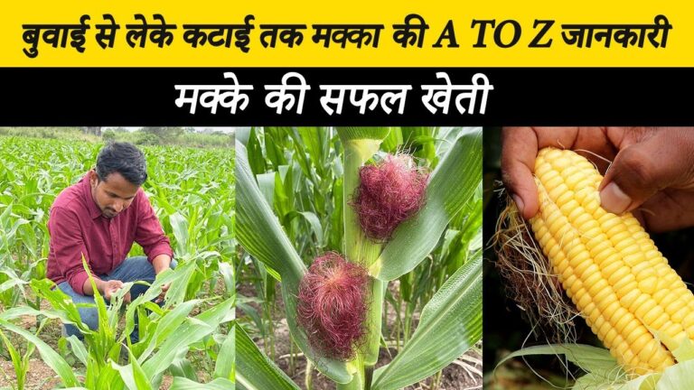 Sweet Corn Cultivation