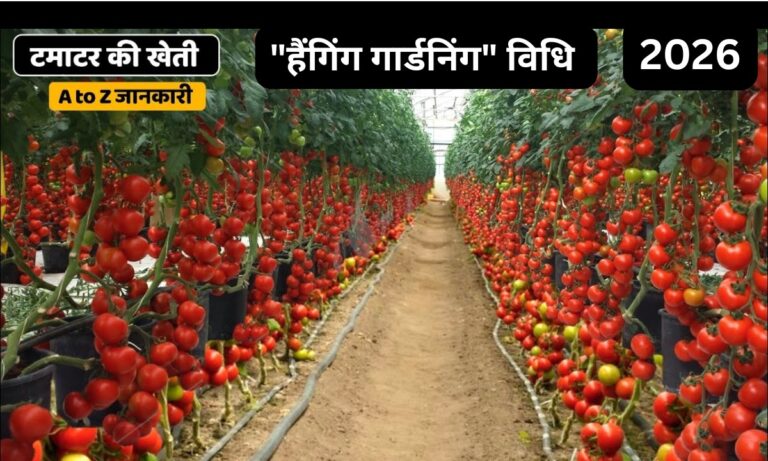 Tomato Cultivation: टमाटर की इस नए तरीके से खेती कर किसान बने मालामाल, यहाँ जाने “हैंगिंग गार्डनिंग” की पूरी डिटेल्स ?