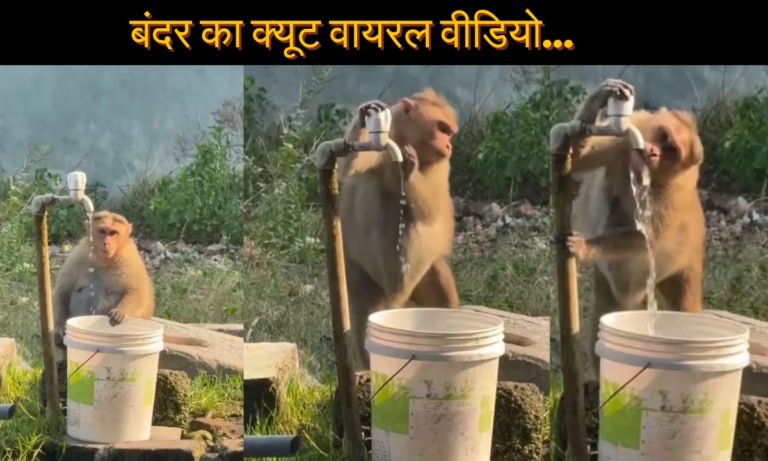 Cute Monkey Video: बन्दर का पानी पीने का नया तरीका देखकर लोट-पोट हुए लोग, वायरल Video पर किये ऐसे कमेंट्स
