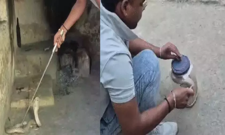 CG : कोबरा सांप घुसा स्कूल में, डरे शिक्षक …