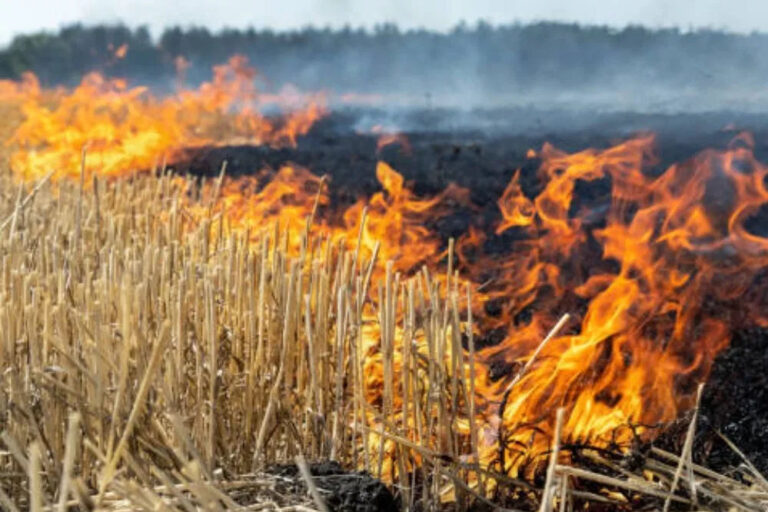 praali_fire77_5_16.jpg