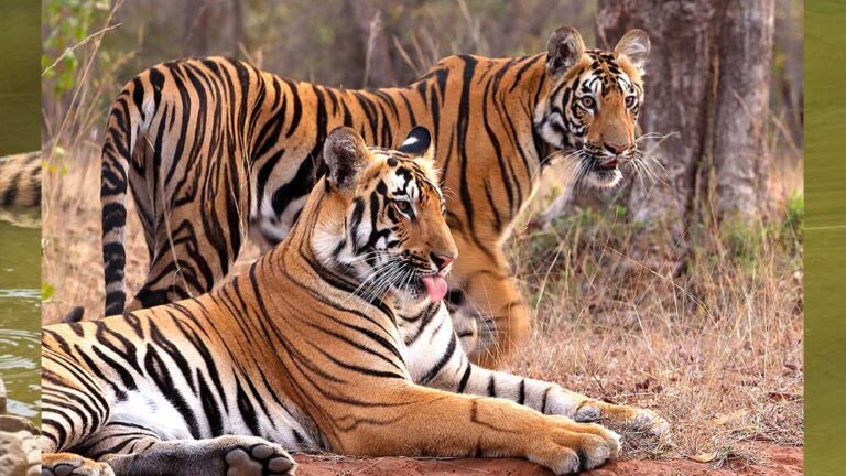 54 बाघों की मौत से पशु संरक्षण में बदलाव, अब रिजर्व के बाहर भी मिलेगा स्पेशल प्रोटेक्शन, जानिए TOTR स्कीम