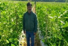 CG : उद्यानिकी की आधुनिक तकनीकों से किसान महेश कश्यप की बदली तकदीर