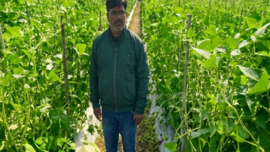 CG : उद्यानिकी की आधुनिक तकनीकों से किसान महेश कश्यप की बदली तकदीर