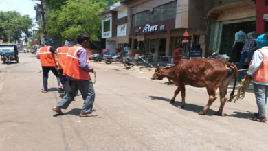 राजनांदगांव : शिकायतों के बाद नगर निगम की टीम ने 2 दिन में 12 मवेशी पकड़े…