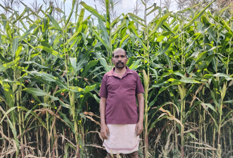 CG : ग्रीष्मकालीन धान के स्थान पर दलहन और मक्का को अपना रहे सरगुजा के किसान