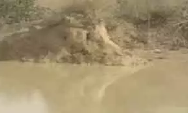 CG : तालाब में हाथी शावक की मौत