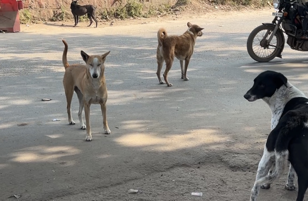राजनांदगांव : अनुपम नगर क्षेत्र में लावारिस कुत्तों की संख्या बढ़ रही, लोग सहमे हुए हैं…