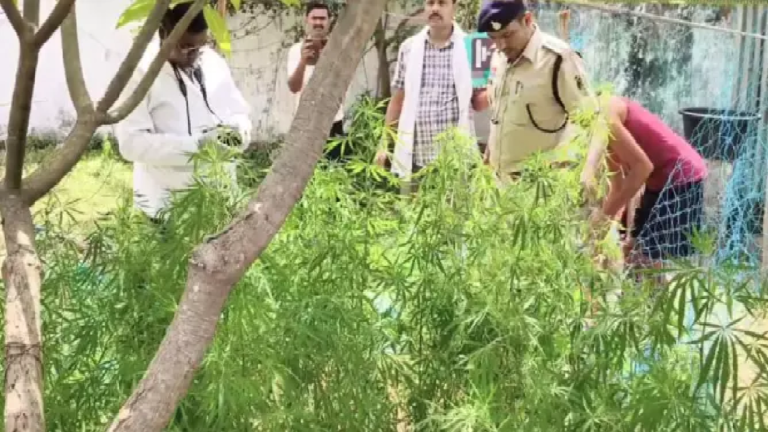 CG : चतुर ग्रामीण के मंसूबे पर पुलिस ने फेरा पानी, घर की बाड़ी में उगाया था गांजा