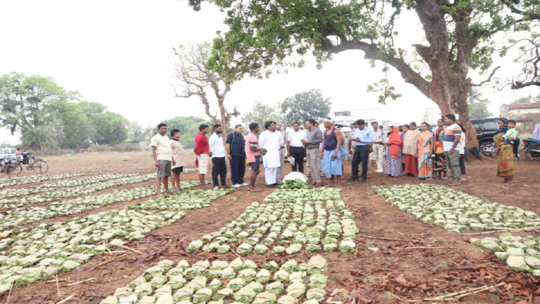 CG : ’तेन्दूपत्ता संग्रहण में छत्तीसगढ़ ने बनाया नया रिकॉर्ड, अब तक 13.52 लाख मानक बोरा संग्रहित’