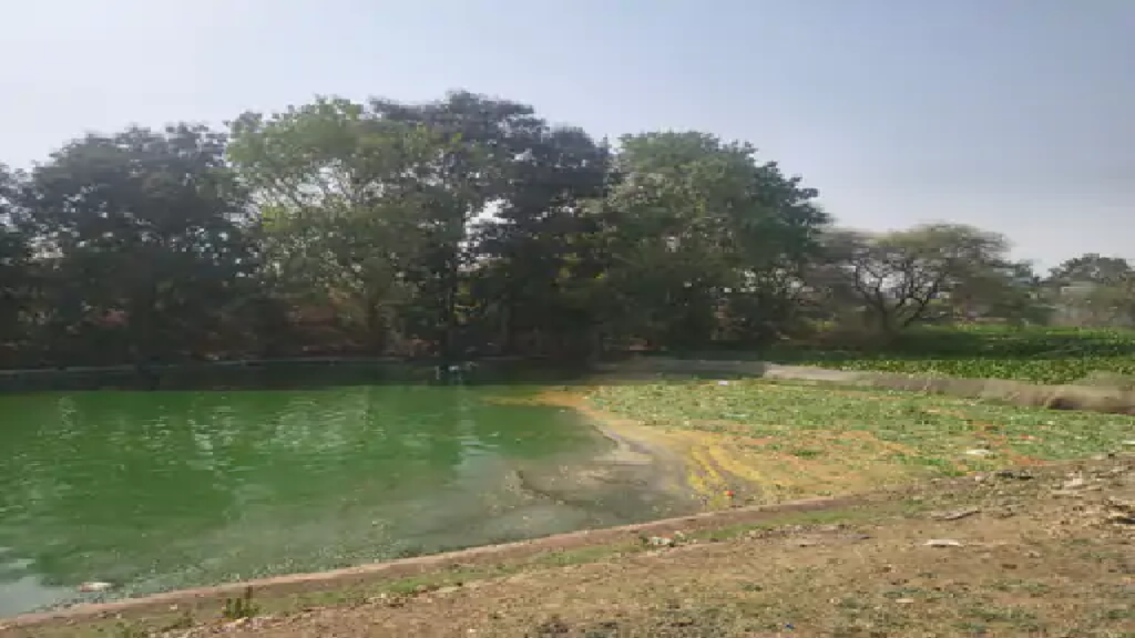 राजनांदगांव : पुष्पवाटिका के तालाब में गंदगी फैलती जा रही, सफाई होनी चाहिए…