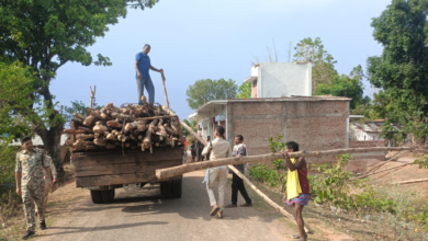 CG : गौरेला क्षेत्र में सागौन की अवैध कटाई पर वन विभाग की बड़ी कार्रवाई