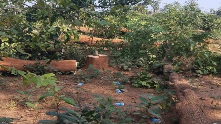 CG : NH-30 चौड़ीकरण में बड़ा घोटाला: स्वीकृत क्षेत्र छोड़ दूसरे भूभाग में काट दिए हजारों पेड़ …