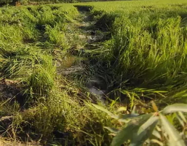CG : डेढ़ सौ हाथियों का डेरा, रायगढ़ में धान और मक्का फसल किया बर्बाद …