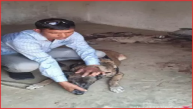 CG : हत्या कर दुकान पहुंचा आरोपी, स्निफर डॉग की मदद से मर्डर का खुलासा …