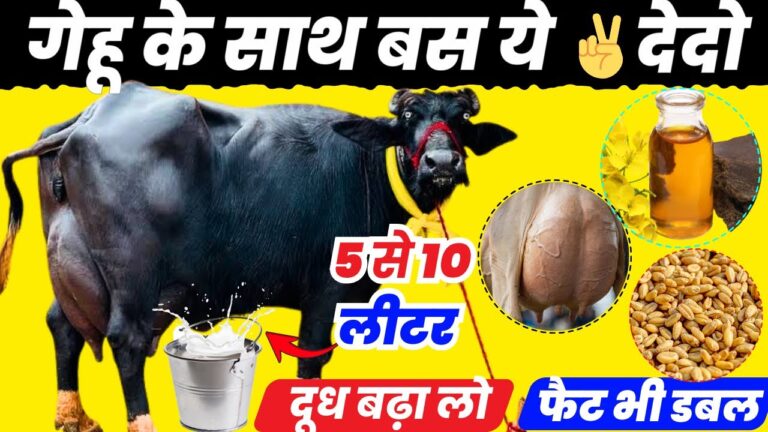Animal Husbandry