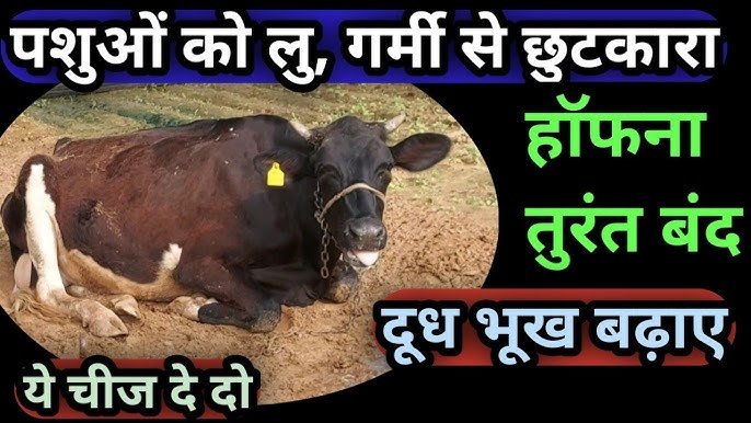 Animal Husbandry