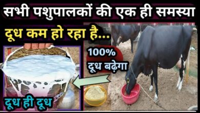 Animal Husbandry