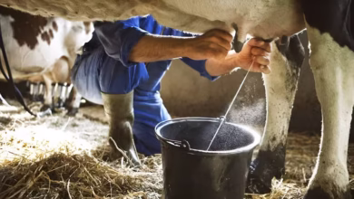 Animal Husbandry