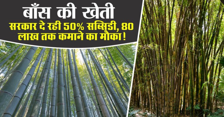 Bamboo Cultivation