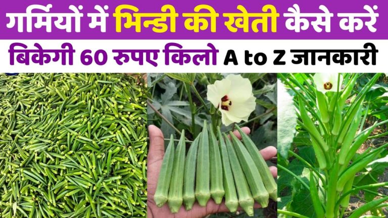 Bhindi Farming