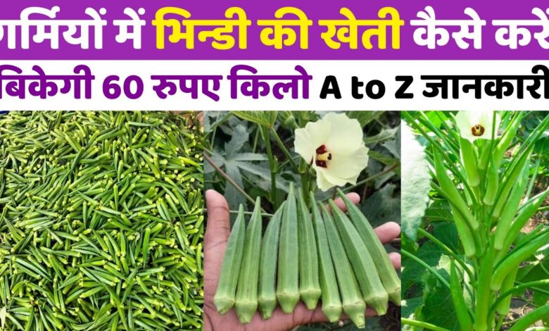 Bhindi Farming