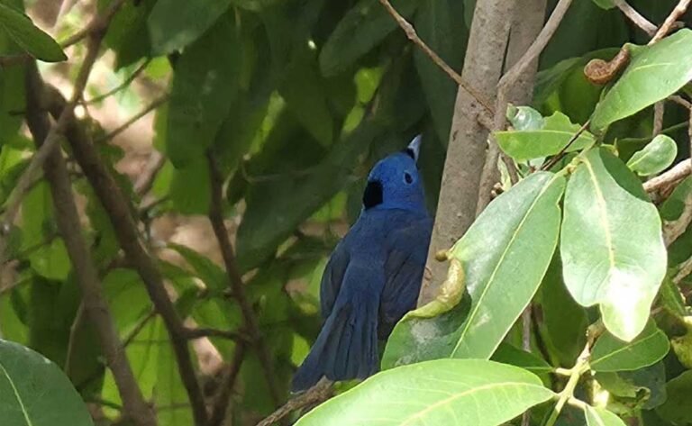 Bird_01-1.jpg