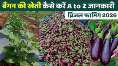 Brinjal Cultivation