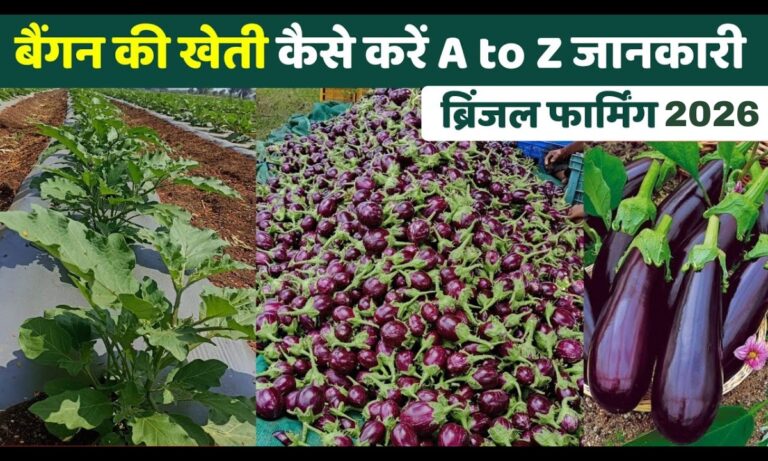 Brinjal Cultivation