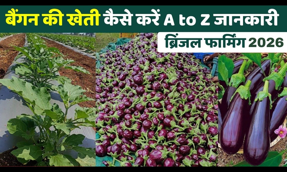 Brinjal Cultivation