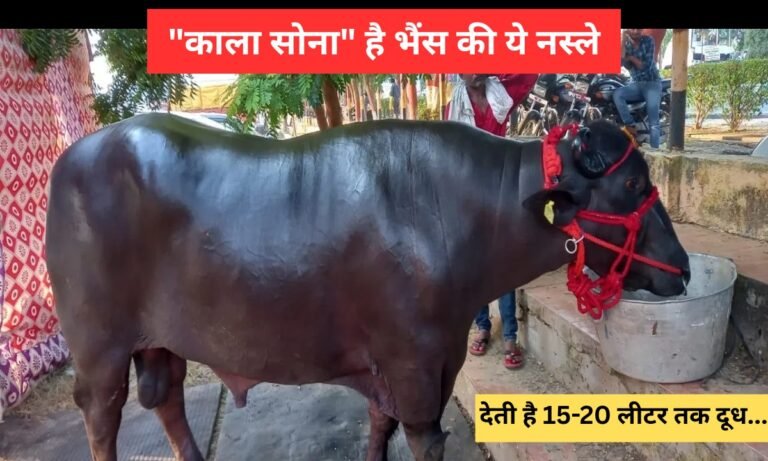 Buffalo Farming