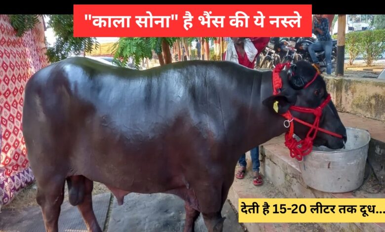 Buffalo Farming